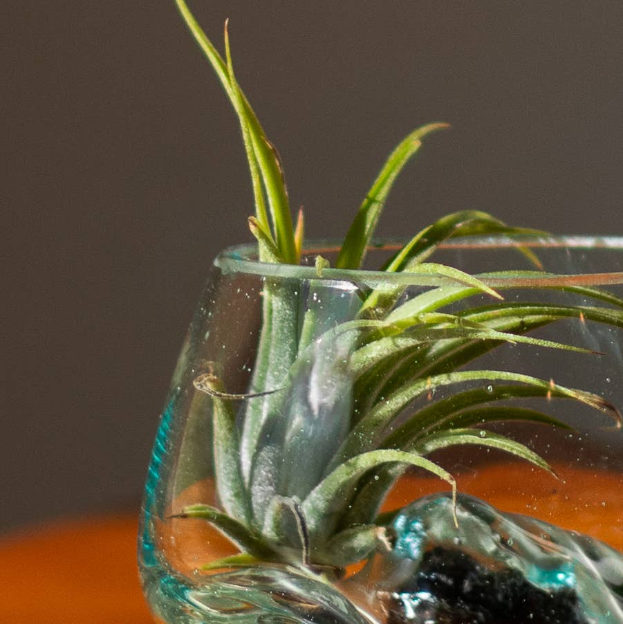 3" Open Mouth Molten Glass Terrarium