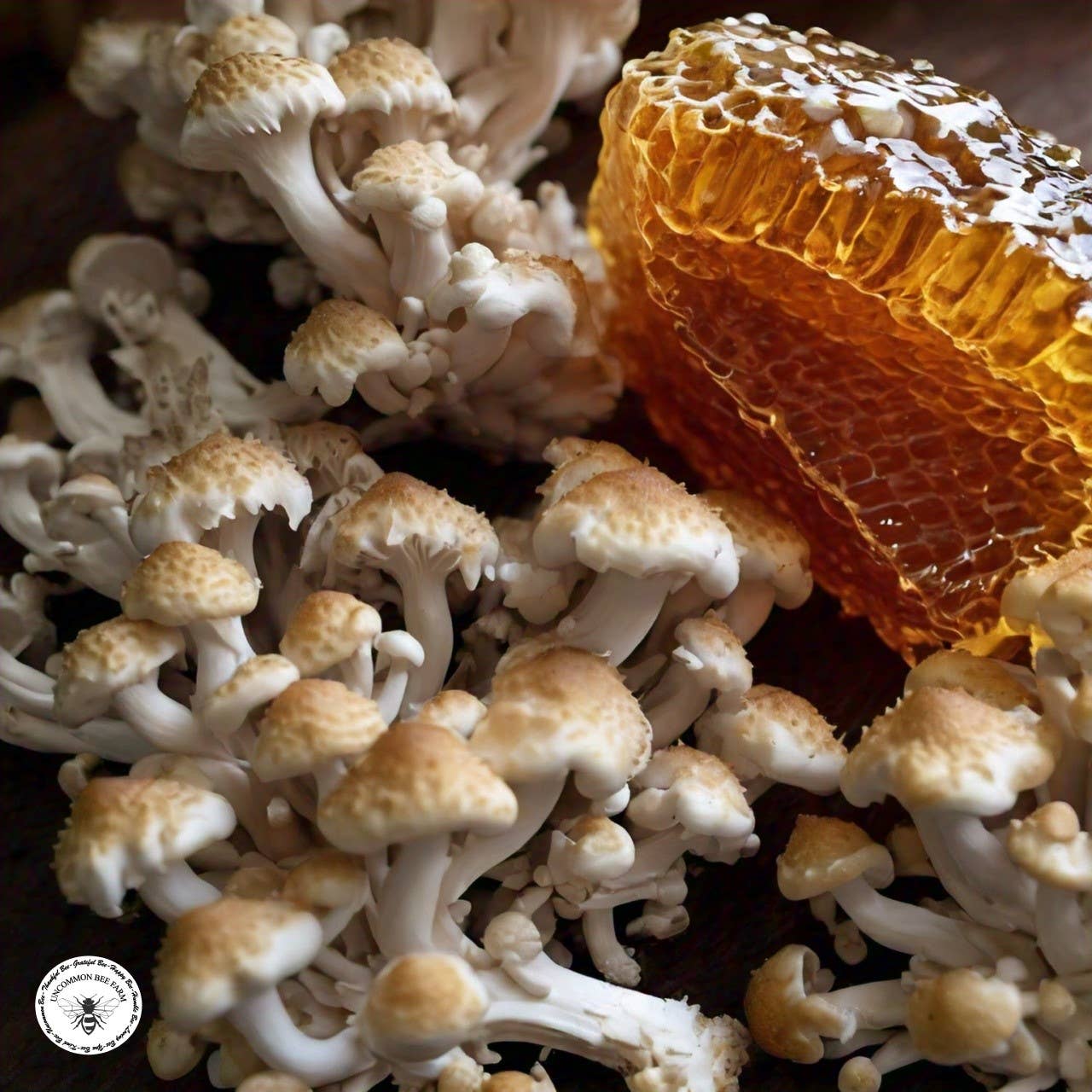 Maitake Mushroom Infused Honey: 5oz