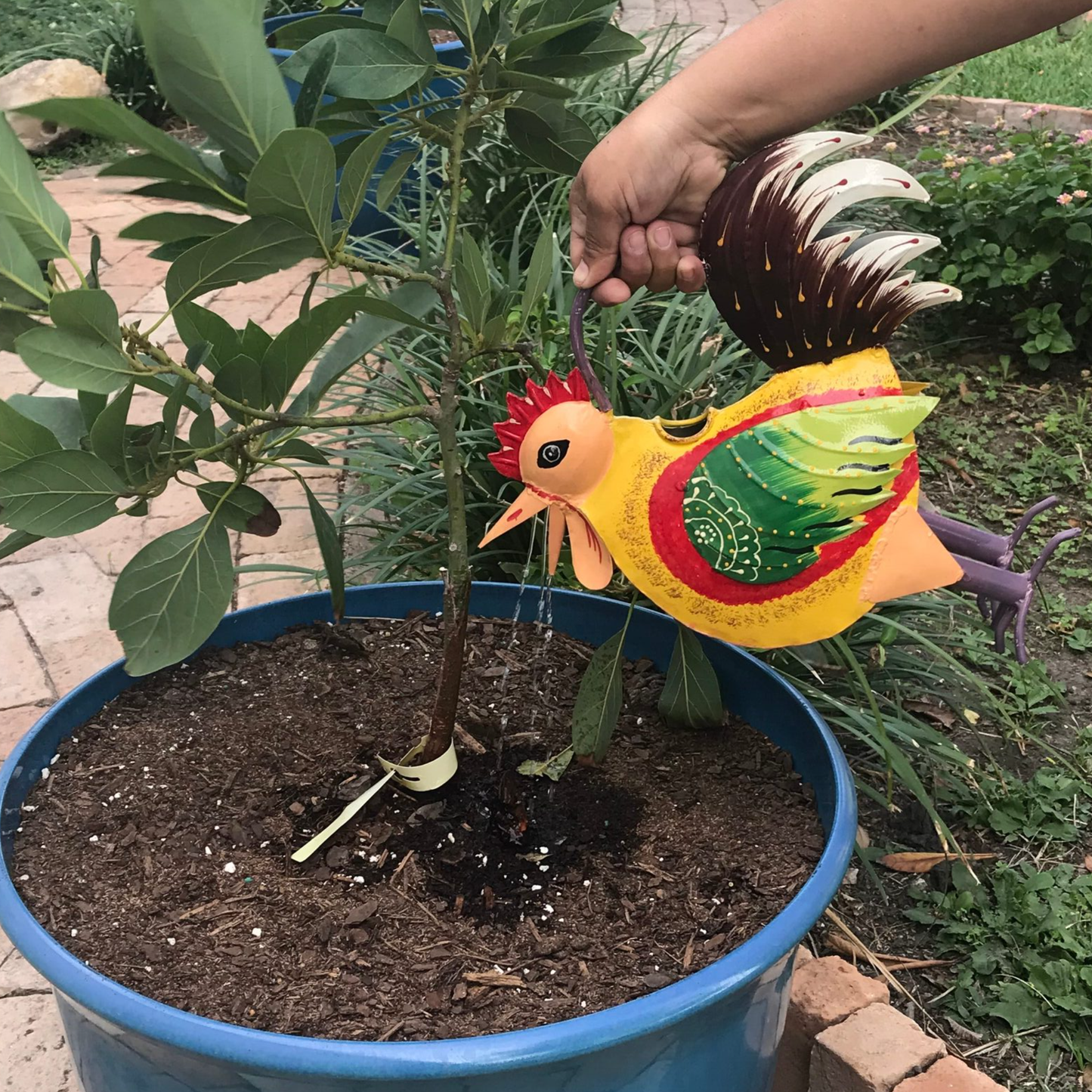 Ricky The Rooster Plant Pals Water Can